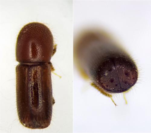 Réf. 248 843 : Xyleborus monographus